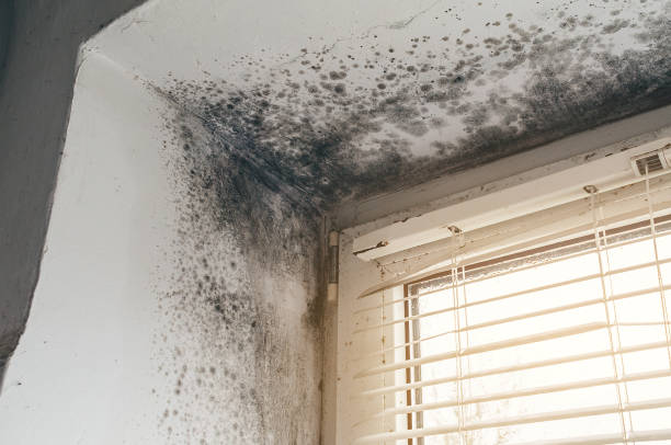 Affordable Hvac And Air Duct Mold Remediation solutions in Hillsdale, MI
